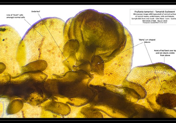 FRULLANIA TAMARISCI