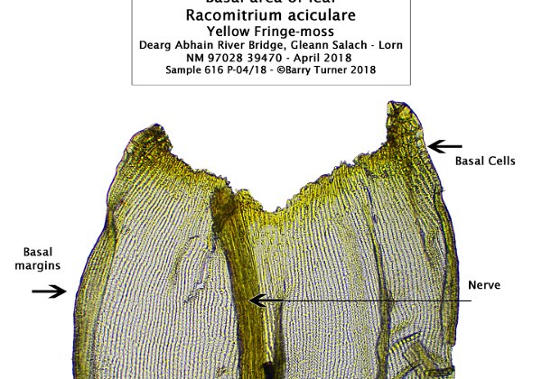 RACOMITRIUM ACCICULARE