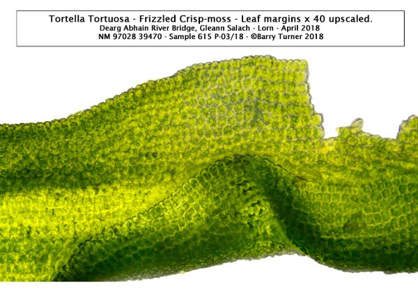 TORTELLA TORTUOSA